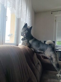 Americká Akita - 8