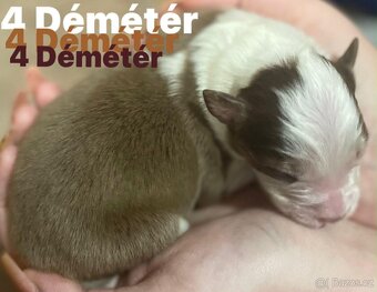 Border kolie s pp - 8