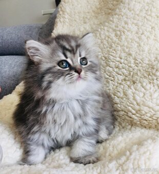 Britský kocourek ke krytí - 8