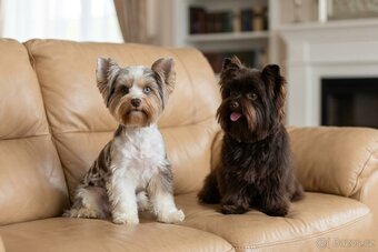 Jorkšírský teriér s PP - Yorkshire terrier - 8