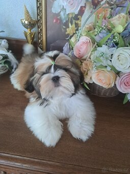 Shih-tzu s PP / shi-tzu / shi tzu - 8