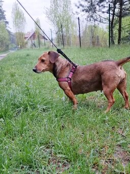 STELINKA K ADOPCI - umazlená jezevčí holčička - 8