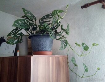 2x pokojová Monstera Monkey Leaf - 8