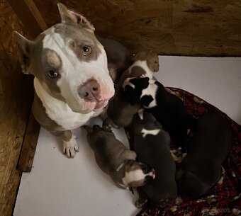 Štěně American Bully - 8