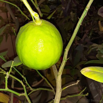 Citroník - 8