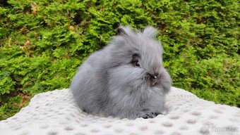 Zakrslý králík, králíček -(TEDDY)-OLAF A OLINA - 8