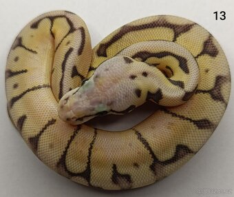 Krajta královská / Python regius - 8