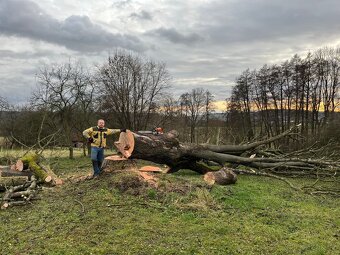Kácení stromů v Ústeckém kraji - 8