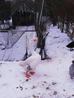 Houser loňský na chov - 8