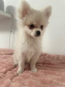 Štěňátka Pomeranian - 8