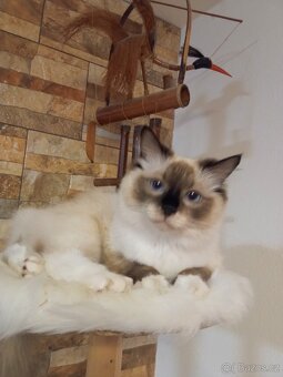 Luxusní Ragdoll koťátka bez PP k rezervaci - 8