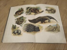 Kobrův Atlas živočišstva nakladatelství I.L.KOBER - 8