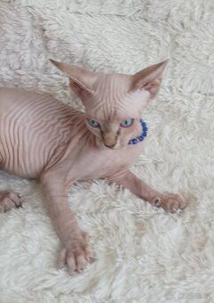 Kanadský sphynx - 8