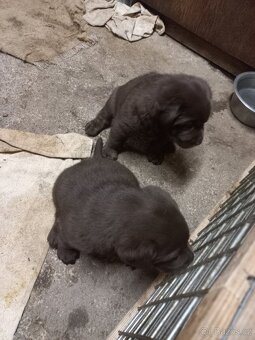 Labrador retrívr - 8