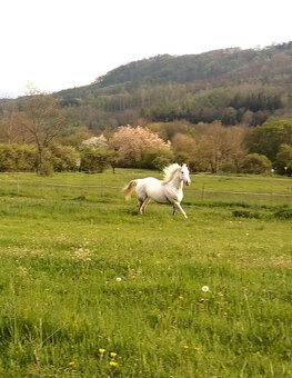 Appaloosa klisna z prověřeného původu - 8