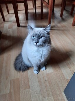 Ragdoll čistokrevná koťata bez papírů - 8