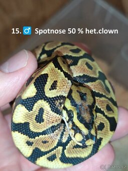 Krajta královská mláďata 2025 Celá ČR / SK Nejlepší CENY - 8