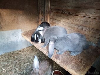 Francouzský beran - 8