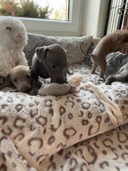 Štěňátka Italského chrtíka s PP - 8