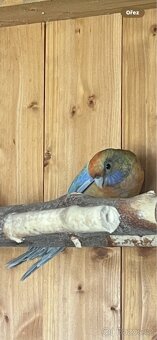 Rosela penant samice rok 2025 - 8