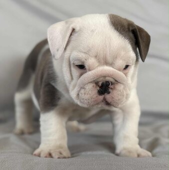 Anglicky Bulldog - 8