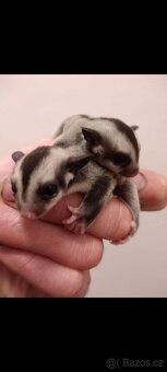 Vakoveverky + vybaveni - 8