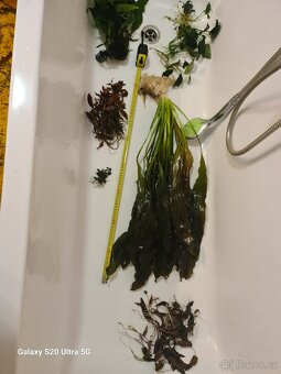 Akvarijní rostliny - 8
