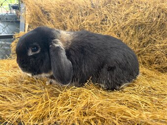 Mini lop zakrslí beránci - 8