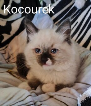Ragdoll koťátka bez PP - 8
