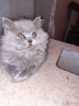 poslední britské kotě bez PP. - 8