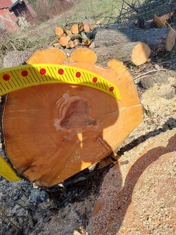 Hruška - kmen na pořez - 8