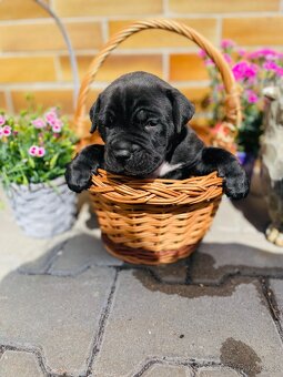 Cane Corso - 8