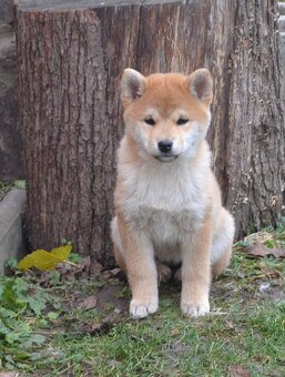 Shiba inu s PP /FCI / - 8