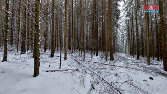 Prodej lesa, 60981 m², Česká Třebová - Svinná - 8