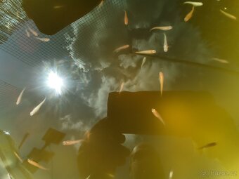 Medaka japonská,Oryzias latipes, Rýžová ryba - 8