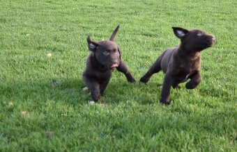 Labradorsky retrivr čistokrevný - 8