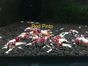 TOP AKVA KREVETKY PREMIUM Caridina a Neocaridina - Odchovy - 8