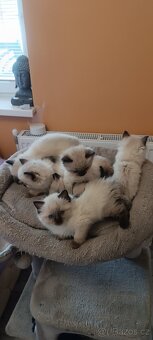 Ragdoll kotatka - 8