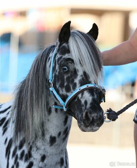 Prodám tříletou klisnu minihorse - 8