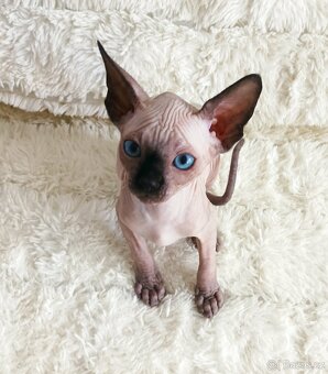 Kanadský sphynx - 8