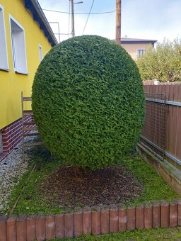 Дом и сад - 8