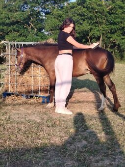 Prodám Welsh padr bret - 8