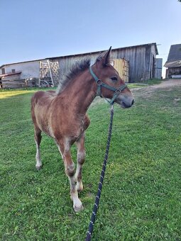 Prvomájový hřebeček ČMB 2025 - 8