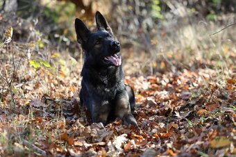 Německý ovčák - štěňatas PP - 8