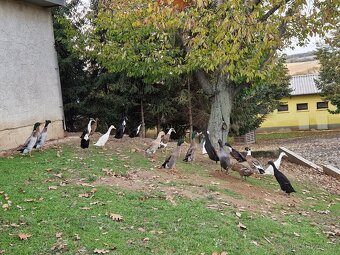 Indický běžec - 8