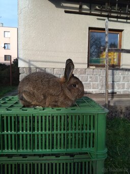 Vídeňský šedý - 8