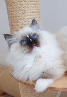 Ragdoll kocourek s PP - 8