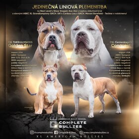 Pejsek American Bully XL - 8