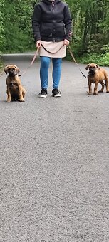 Tosa inu Štěňátka - 8