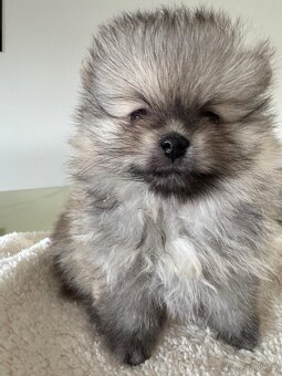 Pomeranian s p.p - 8